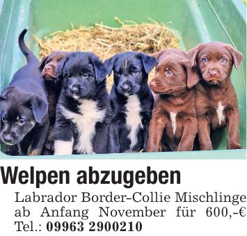 Welpen abzugeben Labrador Border-Collie Mischlinge ab Anfang November für 600,-€ Tel.: ***