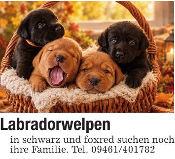 Labradorwelpen in schwarz und foxred suchen noch ihre Familie. Tel. ***