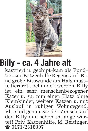 Billy - ca. 4 Jahre alt kastriert u. gechipt-kam als Fundtier zur Katzenhilfe Regenstauf. Eine große Bisswunde am Hals musste tierärztl. behandelt werden. Billy ist ein sehr menschenbezogener Kater u. su. nun einen Platz ohne Kleinkinder, weitere Katzen u. mit Auslauf in ruhiger Wohngegend. Vlt. sind genau Sie der Mensch, auf den Billy nun schon so lange wartet! Priv. Katzenhilfe, M. Reitinger, _ ***
