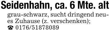 Seidenhahn, ca. 6 Mte. altgrau-schwarz, sucht dringend neues Zuhause (z. verschenken);_ ***