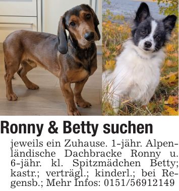 Ronny & Betty suchen jeweils ein Zuhause. 1-jähr. Alpenländische Dachbracke Ronny u. 6-jähr. kl. Spitzmädchen Betty; kastr.; verträgl.; kinderl.; bei Regensb.; Mehr Infos: ***