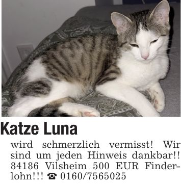 Katze Lunawird schmerzlich vermisst! Wir sind um jeden Hinweis dankbar!! 84186 Vilsheim 500 EUR Finderlohn!!! _ ***