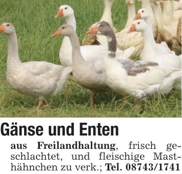 Gänse und Entenaus Freilandhaltung, frisch geschlachtet, und fleischige Masthähnchen zu verk.; Tel. ***