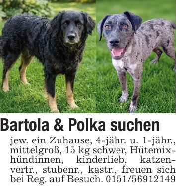 Bartola & Polka suchenjew. ein Zuhause, 4-jähr. u. 1-jähr., mittelgroß, 15 kg schwer, Hütemixhündinnen, kinderlieb, katzenvertr., stubenr., kastr., freuen sich bei Reg. auf Besuch. ***