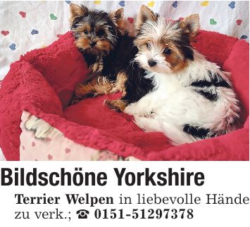 Bildschöne Yorkshire Terrier Welpen in liebevolle Hände zu verk.; _ ***