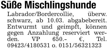 Süße MischlingshundeLabrador/Bordercollie, überw. schwarz, ab 10.03. abgabebereit. Entwurmt und geimpft, können gegen Anzahlung reserviert werden. VP 650.- €, Tel. *** o. ***