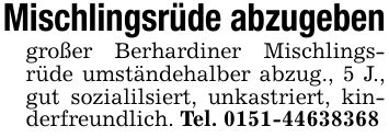 Mischlingsrüde abzugebengroßer Berhardiner Mischlingsrüde umständehalber abzug., 5 J., gut sozialilsiert, unkastriert, kinderfreundlich. Tel. ***