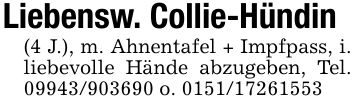 Liebensw. Collie-Hündin(4 J.), m. Ahnentafel + Impfpass, i. liebevolle Hände abzugeben, Tel. *** o. ***