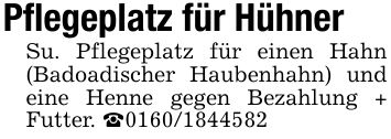 Pflegeplatz für HühnerSu. Pflegeplatz für einen Hahn (Badoadischer Haubenhahn) und eine Henne gegen Bezahlung + Futter. _***