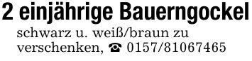 2 einjährige Bauerngockelschwarz u. weiß/braun zu verschenken, _ ***