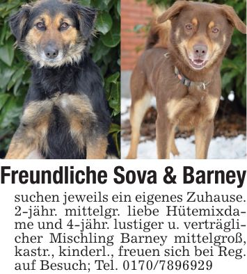 Freundliche Sova & Barneysuchen jeweils ein eigenes Zuhause. 2-jähr. mittelgr. liebe Hütemixdame und 4-jähr. lustiger u. verträglicher Mischling Barney mittelgroß, kastr., kinderl., freuen sich bei Reg. auf Besuch; Tel. ***