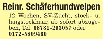 Reinr. Schäferhundwelpen 12 Wochen, SV-Zucht, stock- u. langstockhaar, ab sofort abzugeben, Tel. *** oder ***