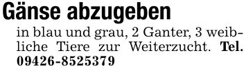 Gänse abzugeben in blau und grau, 2 Ganter, 3 weibliche Tiere zur Weiterzucht. Tel. ***