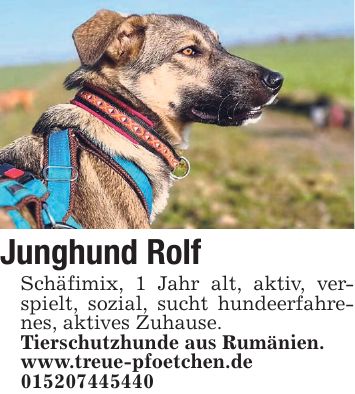 Junghund Rolf Schäfimix, 1 Jahr alt, aktiv, verspielt, sozial, sucht hundeerfahrenes, aktives Zuhause. Tierschutzhunde aus Rumänien. www.treue-pfoetchen.de ***