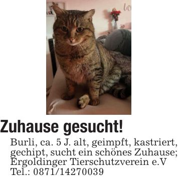 Zuhause gesucht!Burli, ca. 5 J. alt, geimpft, kastriert,gechipt, sucht ein schönes Zuhause;Ergoldinger Tierschutzverein e.VTel.: ***