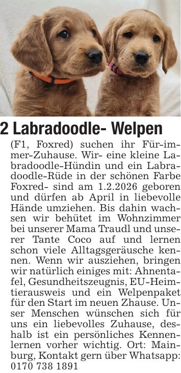 2 Labradoodle- Welpen(F1, Foxred) suchen ihr Für-immer-Zuhause. Wir- eine kleine Labradoodle-Hündin und ein Labradoodle-Rüde in der schönen Farbe Foxred- sind am 1.2.2026 geboren und dürfen ab April in liebevolle Hände umziehen. Bis dahin wachsen wir behütet im Wohnzimmer bei unserer Mama Traudl und unserer Tante Coco auf und lernen schon viele Alltagsgeräusche kennen. Wenn wir ausziehen, bringen wir natürlich einiges mit: Ahnentafel, Gesundheitszeugnis, EU-Heimtierausweis und ein Welpenpaket für den Start im neuen Zhause. Unser Menschen wünschen sich für uns ein liebevolles Zuhause, deshalb ist ein persönliches Kennenlernen vorher wichtig. Ort: Mainburg, Kontakt gern über Whatsapp: ***