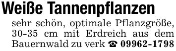 Weiße Tannenpflanzensehr schön, optimale Pflanzgröße, 30-35 cm mit Erdreich aus dem Bauernwald zu verk _ ***