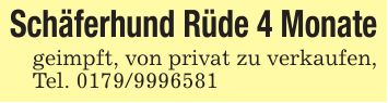 Schäferhund Rüde 4 Monategeimpft, von privat zu verkaufen, Tel. ***