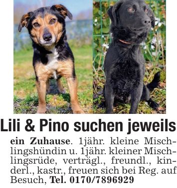 Lili & Pino suchen jeweilsein Zuhause. 1jähr. kleine Mischlingshündin u. 1jähr. kleiner Mischlingsrüde, verträgl., freundl., kinderl., kastr., freuen sich bei Reg. auf Besuch, Tel. ***