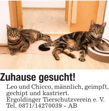 Zuhause gesucht!Leo und Chicco, männlich, geimpft, gechipt und kastriert.Ergoldinger Tierschutzverein e. V.Tel. *** - AB