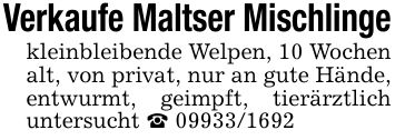 Verkaufe Maltser Mischlingekleinbleibende Welpen, 10 Wochen alt, von privat, nur an gute Hände, entwurmt, geimpft, tierärztlich untersucht _ ***