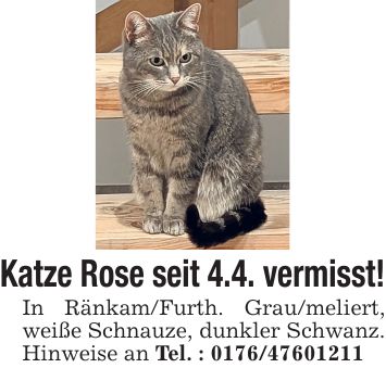 Katze Rose seit 4.4. vermisst! In Ränkam/Furth. Grau/meliert, weiße Schnauze, dunkler Schwanz. Hinweise an Tel. : ***