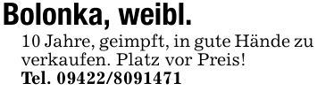 Bolonka, weibl.10 Jahre, geimpft, in gute Hände zu verkaufen. Platz vor Preis!Tel. ***