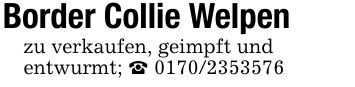 Border Collie Welpenzu verkaufen, geimpft undentwurmt; _ ***