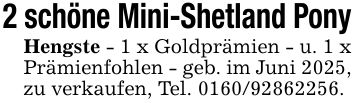 2 schöne Mini-Shetland PonyHengste - 1 x Goldprämien - u. 1 x Prämienfohlen - geb. im Juni 2025, zu verkaufen, Tel. ***.