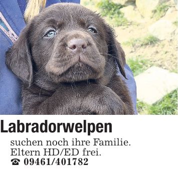 Labradorwelpen suchen noch ihre Familie. Eltern HD/ED frei. _ ***