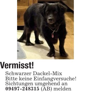 Vermisst! Schwarzer Dackel-Mix Bitte keine Einfangversuche! Sichtungen umgehend an *** (AB) melden
