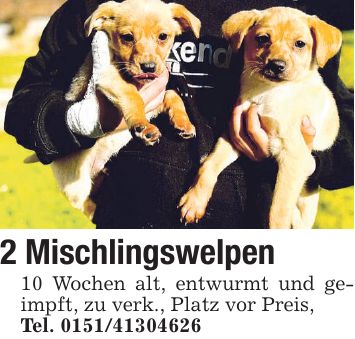 2 Mischlingswelpen 10 Wochen alt, entwurmt und geimpft, zu verk., Platz vor Preis, Tel. ***