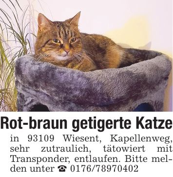 Rot-braun getigerte Katze in 93109 Wiesent, Kapellenweg, sehr zutraulich, tätowiert mit Transponder, entlaufen. Bitte melden unter _ ***