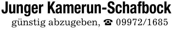 Junger Kamerun-Schafbockgünstig abzugeben, _ ***