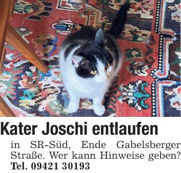 Kater Joschi entlaufen in SR-Süd, Ende Gabelsberger Straße. Wer kann Hinweise geben? Tel. ***