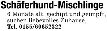 Schäferhund-Mischlinge6 Monate alt, gechipt und geimpft, suchen liebevolles Zuhause,Tel. ***