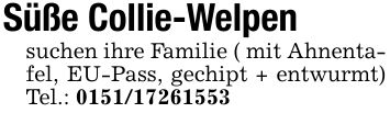 Süße Collie-Welpensuchen ihre Familie ( mit Ahnentafel, EU-Pass, gechipt + entwurmt) Tel.: ***
