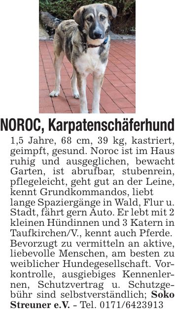 NOROC, Karpatenschäferhund1,5 Jahre, 68 cm, 39 kg, kastriert, geimpft, gesund. Noroc ist im Haus ruhig und ausgeglichen, bewacht Garten, ist abrufbar, stubenrein, pflegeleicht, geht gut an der Leine, kennt Grundkommandos, liebtlange Spaziergänge in Wald, Flur u. Stadt, fährt gern Auto. Er lebt mit 2 kleinen Hündinnen und 3 Katern in Taufkirchen/V., kennt auch Pferde.Bevorzugt zu vermitteln an aktive, liebevolle Menschen, am besten zu weiblicher Hundegesellschaft. Vorkontrolle, ausgiebiges Kennenlernen, Schutzvertrag u. Schutzgebühr sind selbstverständlich; Soko Streuner e.V. - Tel. ***