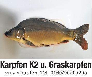 Karpfen K2 u. Graskarpfenzu verkaufen, Tel. ***