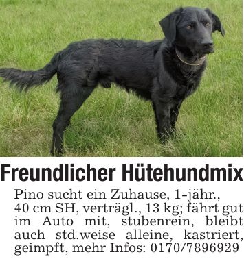 Freundlicher HütehundmixPino sucht ein Zuhause, 1-jähr.,40 cm SH, verträgl., 13 kg; fährt gut im Auto mit, stubenrein, bleibt auch std.weise alleine, kastriert, geimpft, mehr Infos: ***