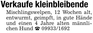 Verkaufe kleinbleibendeMischlingswelpen, 12 Wochen alt, entwurmt, geimpft, in gute Hände und einen 4 Jahre alten männlichen Hund _ ***