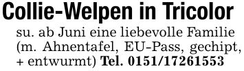 Collie-Welpen in Tricolorsu. ab Juni eine liebevolle Familie(m. Ahnentafel, EU-Pass, gechipt, + entwurmt) Tel. ***