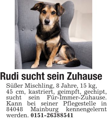 Rudi sucht sein ZuhauseSüßer Mischling, 8 Jahre, 15 kg,45 cm, kastriert, geimpft, gechipt, sucht sein Für-Immer-Zuhause. Kann bei seiner Pflegestelle in 84048 Mainburg kennengelernt werden. ***