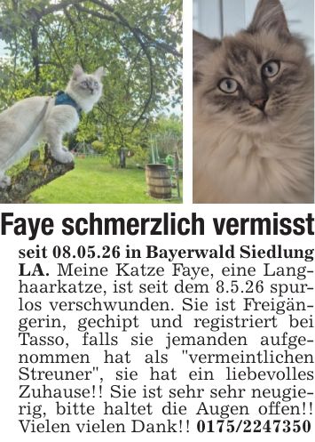 Faye schmerzlich vermisstseit 08.05.26 in Bayerwald Siedlung LA. Meine Katze Faye, eine Langhaarkatze, ist seit dem 8.5.26 spurlos verschwunden. Sie ist Freigängerin, gechipt und registriert bei Tasso, falls sie jemanden aufgenommen hat als 
