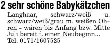 2 sehr schöne BabykätzchenLanghaar, schwarz/weiß u. schwarz/weiß/grau m. weißen Ohren - wären bis Anfang bzw. Mitte Juli bereit f. einen Neubeginn...Tel. ***