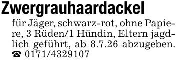 Zwergrauhaardackelfür Jäger, schwarz-rot, ohne Papiere, 3 Rüden/1 Hündin, Eltern jagdlich geführt, ab 8.7.26 abzugeben. _ ***