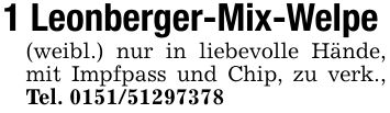 1 Leonberger-Mix-Welpe (weibl.) nur in liebevolle Hände, mit Impfpass und Chip, zu verk., Tel. ***