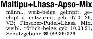 Maltipu+Lhasa-Apso-Mixmännl., weiß-beige, geimpft, gechipt u. entwurmt, geb. 07.01.26, VB; Pinscher-Pudel+Lhasa Mix, weibl., rötlich-beige, geb. 10.03.21, Schutzgebühr, _ ***