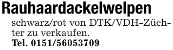 Rauhaardackelwelpenschwarz/rot von DTK/VDH-Züchter zu verkaufen.Tel. ***
