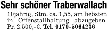 Sehr schöner Traberwallach10jährig, Stm. ca. 1,55, am liebsten in Offenstallhaltung abzugeben. Pr. 2.500,-€. Tel. ***